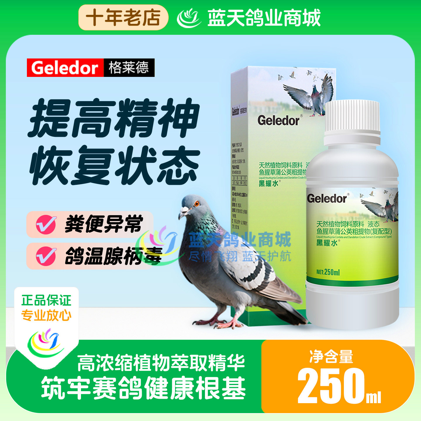 格莱德黑耀水鸽温腺柄毒粪便不成型没精神非鸽子药肠道常见病大全