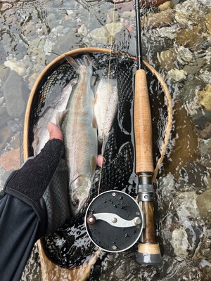 毒蚊毒虫红虫纳米小虫蚂蚁爆连蚊