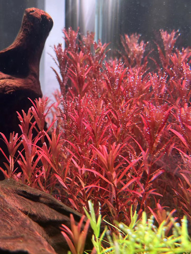 新加坡血宫廷绿宫廷红宫廷水下叶草缸造景专用