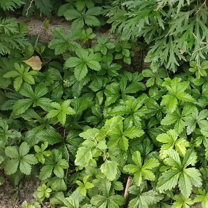 深山中新鲜五皮草全草中草药蛇含委陵菜五皮风儿蛇含草头苗农产品