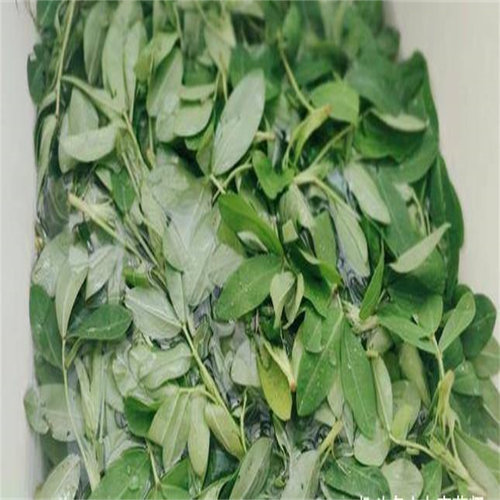 花生叶河南农产品食用