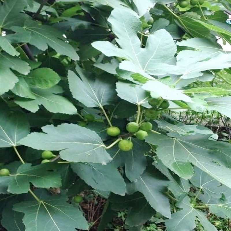 新鲜无花果叶子药用zhi疮熏洗