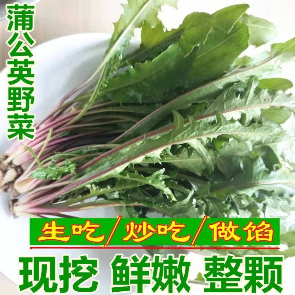 蒲公英茶新鲜婆婆丁根正品特级甫公英晒干货鲜品浦公英中药材整株