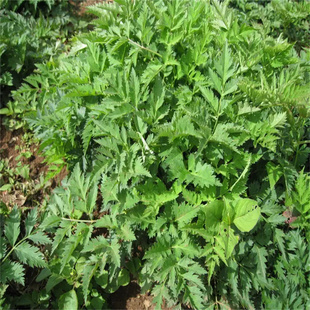 秒杀川芎种苗根块盆栽原生态川穹西芎贯芎香果中材盆景庭院种植