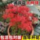 盆栽石蒜曼珠沙华花种子种孑彼岸花种球红花换锦大种球室内外花卉