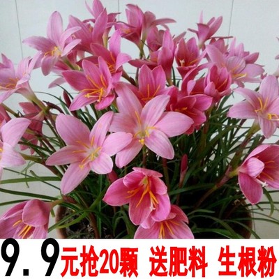 云南风雨兰三缘色四季种球