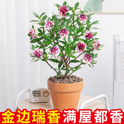 金边瑞香盆栽 大苗带花 盆栽小苗特价冬季室内花卉植物 四季适宜