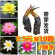 9.9元 10个睡莲根块 水生植物池塘莲花大睡莲种根根茎鱼池荷花种子