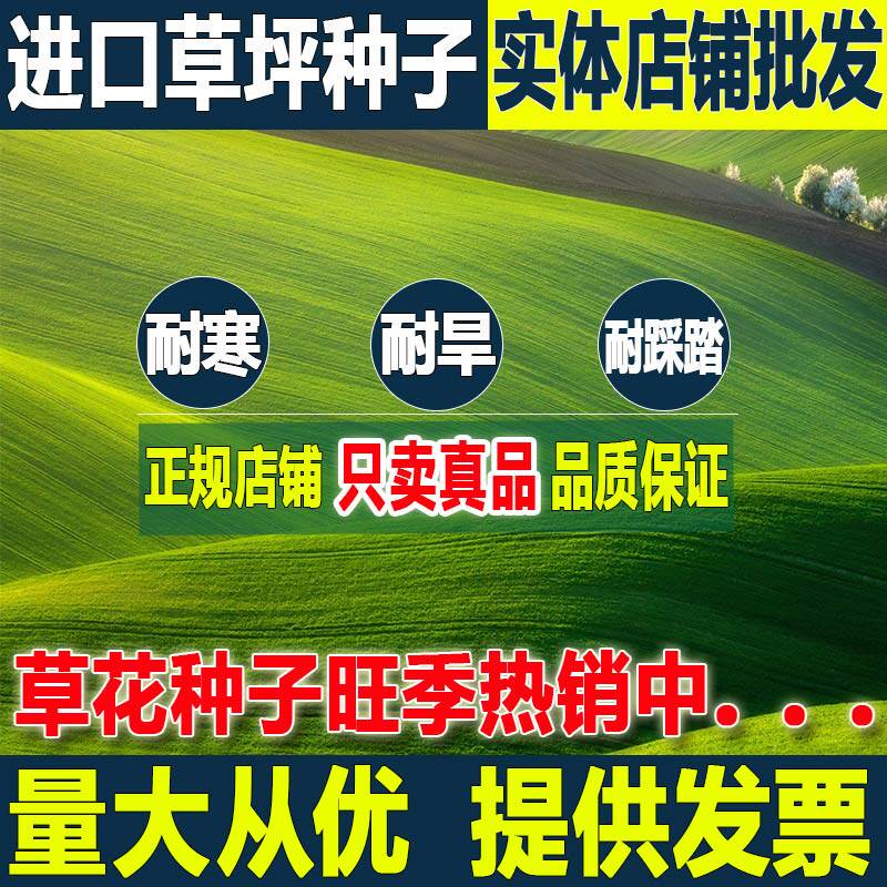 草坪种子四季常青绿化牙根