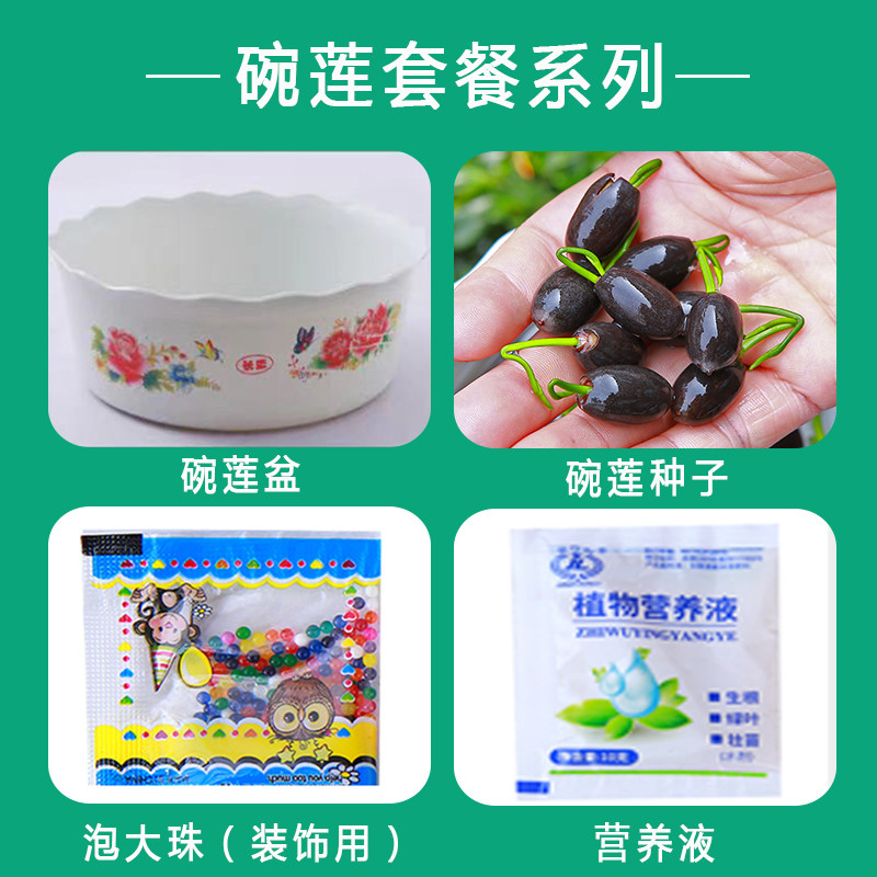 植物四季开花睡莲种子盆栽水养