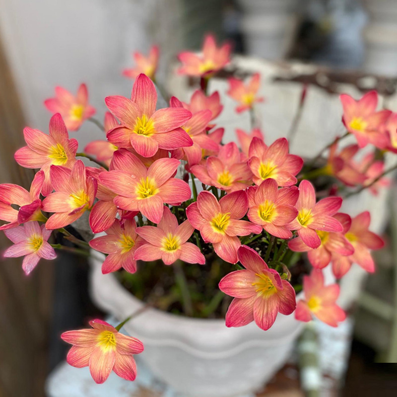 葱莲葱兰风雨兰种球韭菜兰绿植桌面盆栽四季花卉庭院花坛植物花