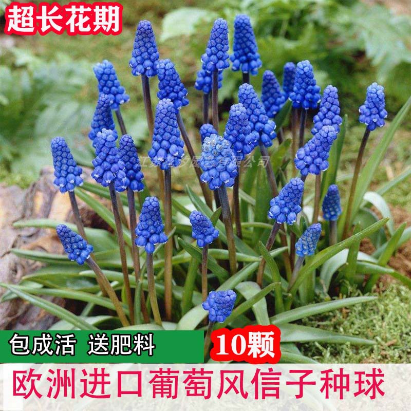 10颗装葡萄风信子种球 多年生球根花卉阳台冬季耐寒植物当年开花