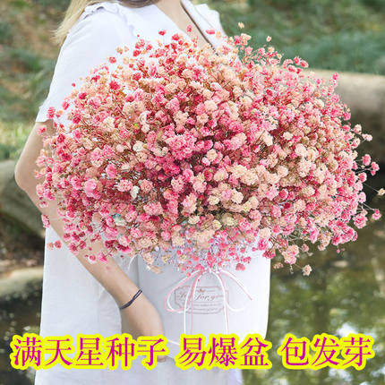 满天星花种子易活绿植室内外盆栽图片