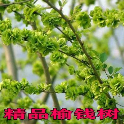 榆钱树苗可以吃的榆树小苗