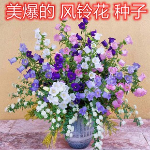 丹麦风铃草种子风铃花多年生花期长春秋播种花海花带庭院花卉种子