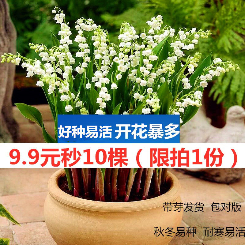 【铃兰花】铃兰种根 盆栽植物风铃草 铃兰花苗盆栽带芽铃兰根