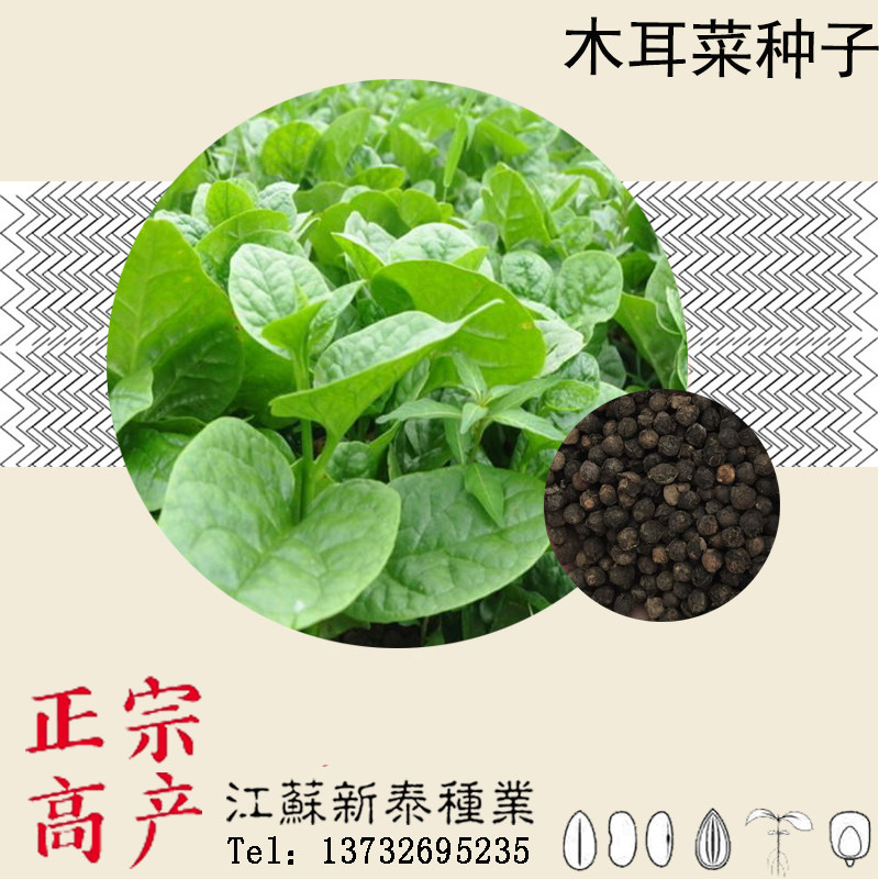 蔬菜爬藤种孑四季盆栽木耳菜