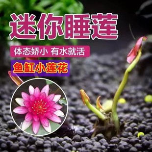 水培水养盆栽池塘植物带芽发货水生荷花根块种根 迷你小睡莲种根