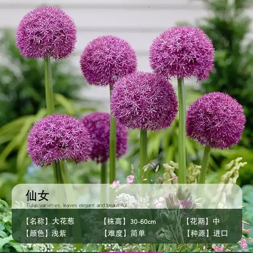 进口大花葱种球盆栽花卉植物庭院地栽花种球根茎当年开花耐寒球根