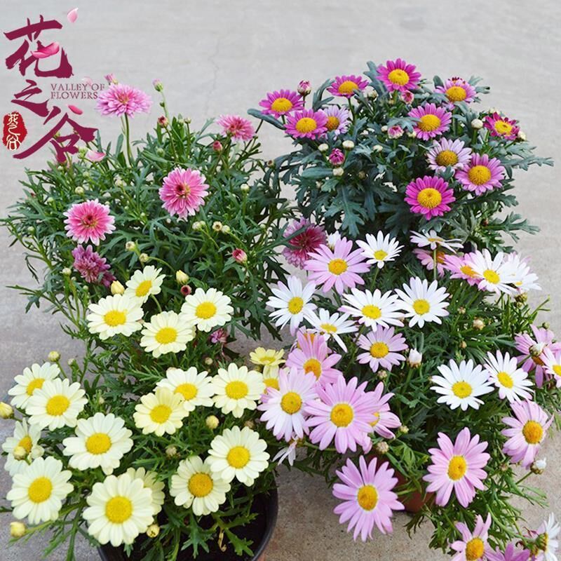 茼蒿菊种子玛格丽特系列品种 花卉盆景室内阳台盆栽植 春秋可播种