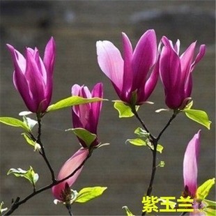 紫玉兰树苗玉兰花大型盆栽耐寒热老桩庭院绿化四季黄白广玉兰花苗