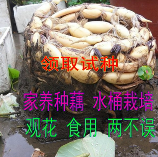 食用藕种藕苗莲藕种根苗荷花盆栽水养缸桶水田池塘高产莲藕苗种植