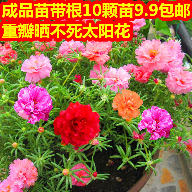晒不死太阳花阳台观赏