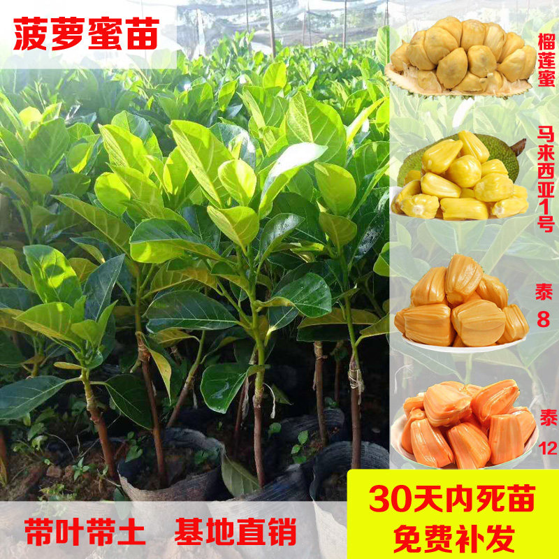 木菠萝树苗海南马来西亚1号黄肉泰国8号12号红肉干苞嫁接苗菠萝蜜