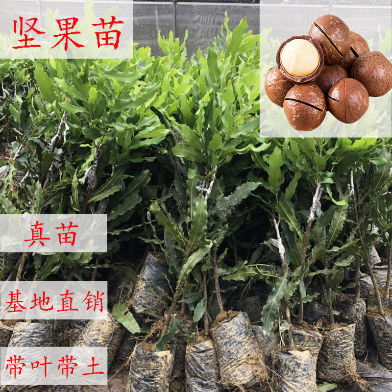 澳洲坚果苗 夏威夷果树苗 嫁接桂热一号苗盆栽地栽南北方可种植包