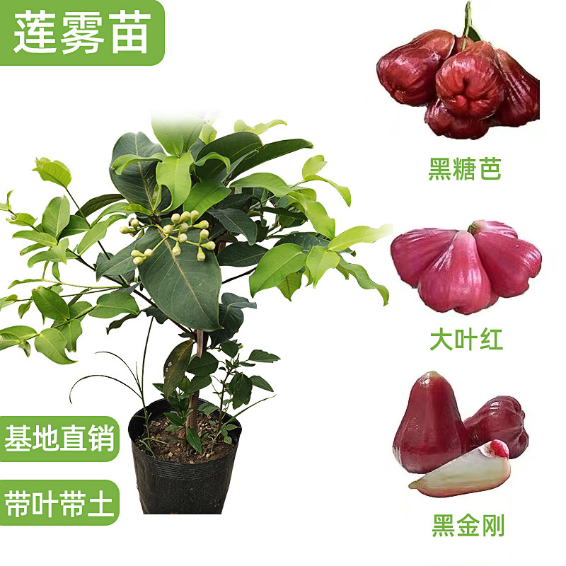 莲雾苗大叶红莲雾黑糖芭比黑金刚果树苗嫁接果苗庭院阳台四季可种