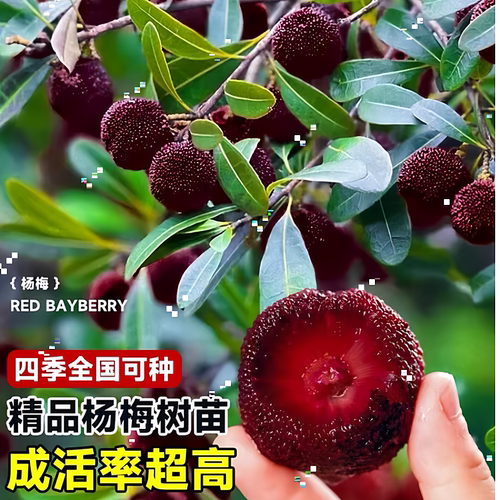 两年仙居杨梅苗】东魁黑炭杨梅嫁接苖南北方种植果树易种活好管理