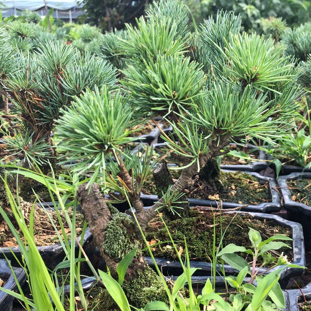 五针松盆景苗 日本短针五针松黑松嫁接苗四季常青大阪松苗