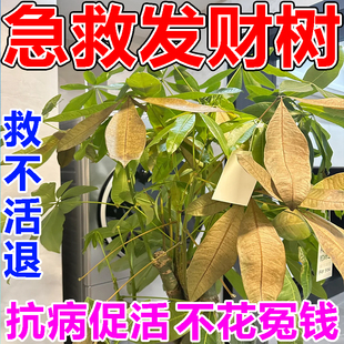 发财树专用营养液肥料枯黄烂根叶斑病杀病菌复活发财树急救生根药
