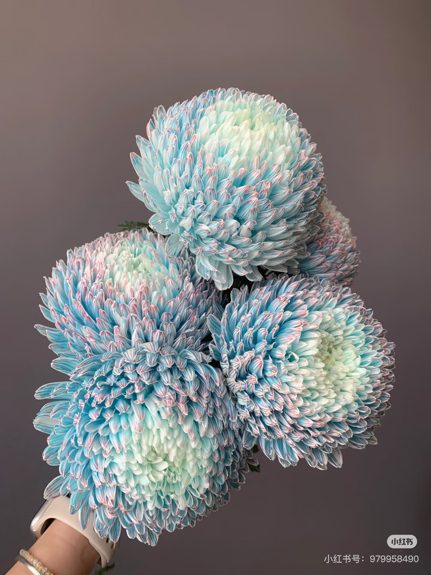 青花瓷牡丹菊 不包邮