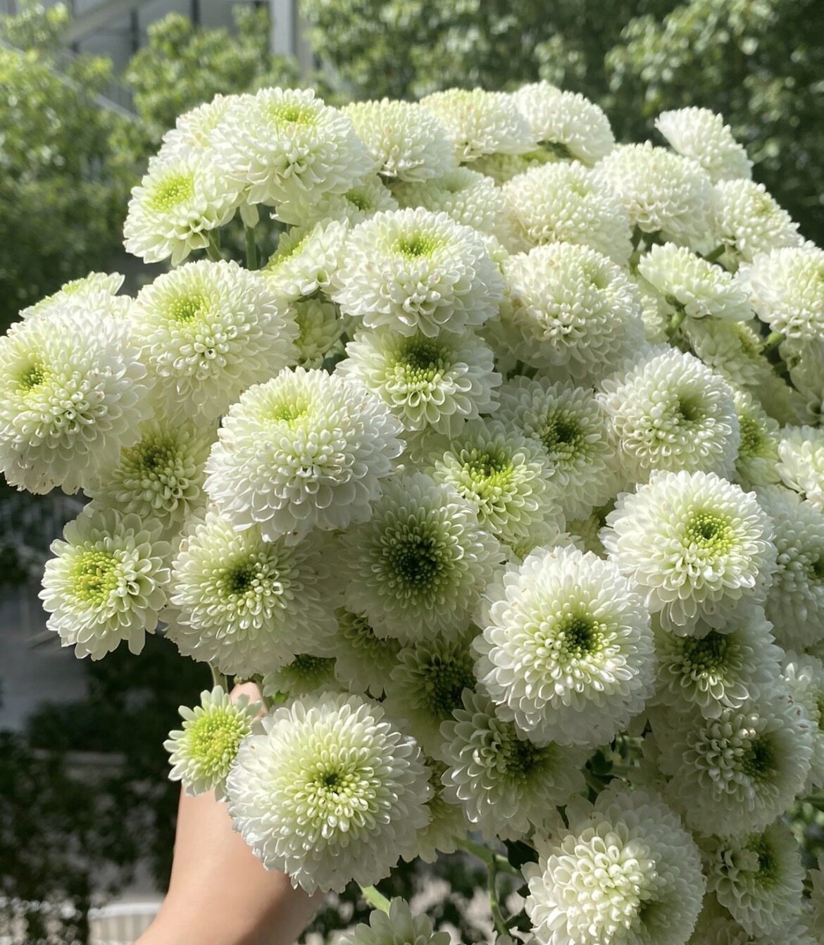 科隆香水小雏菊 不包邮