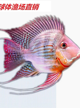 精品0号球体元宝凤凰 关刀鱼水族风水鱼金龙红龙鱼混养配鱼活体鱼
