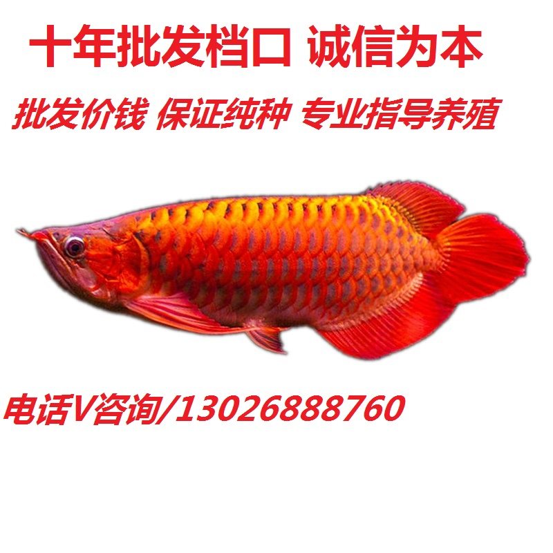 印尼大湖 超血 辣椒 红龙鱼 幼鱼苗水族大型龙鱼观赏鱼风水鱼活体