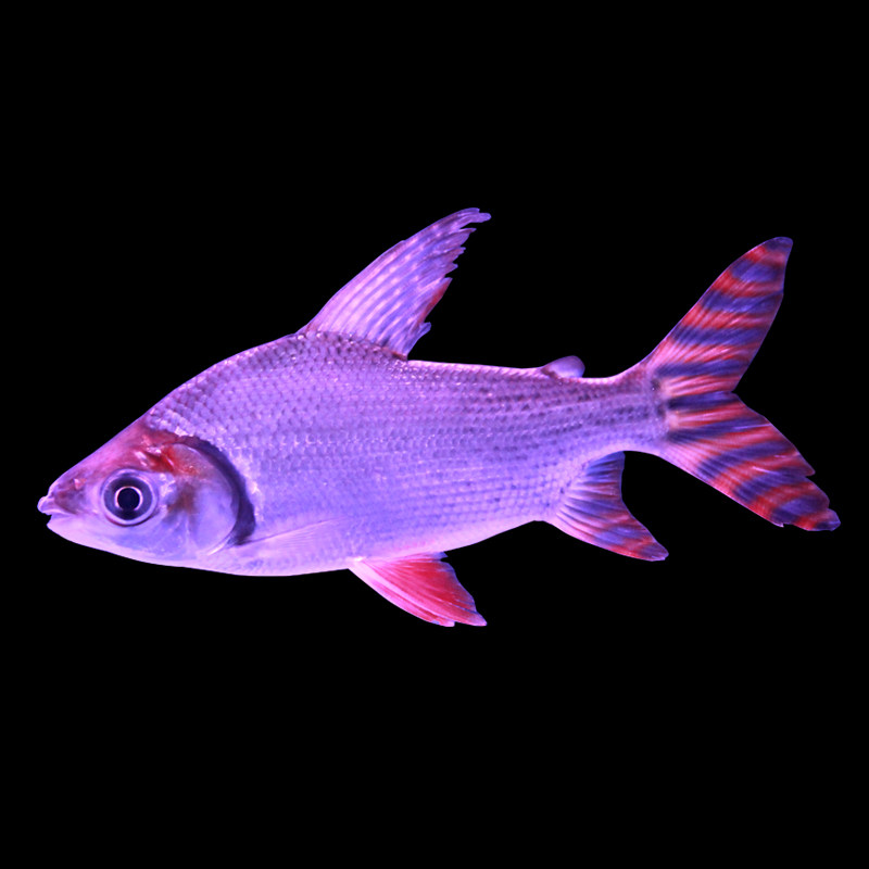 金银凤鱼飞凤鱼泰国鲫双线水族活体观赏鱼中层热带鱼龙鱼配鱼