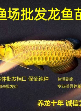 金龙活鱼鱼苗 蓝底高背金头过背金龙鱼鱼缸大型龙鱼观赏鱼风水鱼