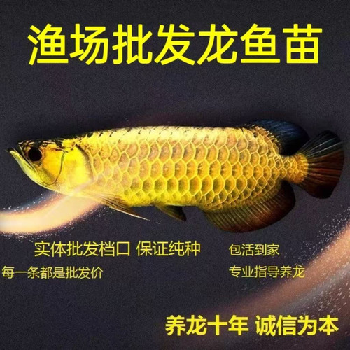 渔场金龙鱼活鱼鱼苗观赏鱼批发价