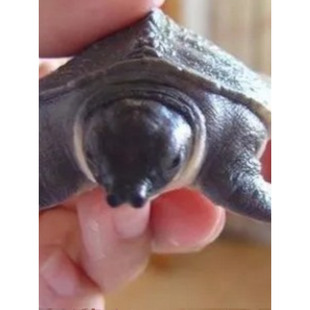 猪鼻龟 活物 幼龟 龟苗 饲料颗粒下沉款热带鱼缸混养深水龟二爪鳖