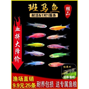 斑马鱼小型热带鱼观赏鱼易养活的灯科鱼群游鱼活体鱼新手鱼冷水鱼