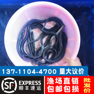 鳗鱼苗淡水养殖白鳝鱼苗 白鳗苗 河鳗苗花鳝苗可混养家鱼