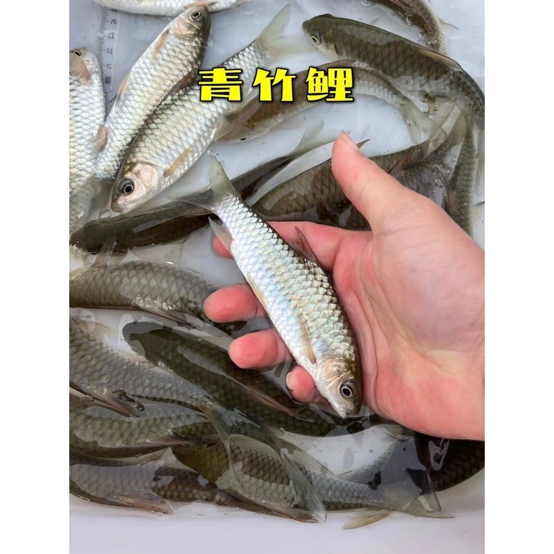 竹鲃鲤凤仙子青竹鲤锯齿倒刺鲃鱼苗新款淡水红脸冷水原生活体养殖