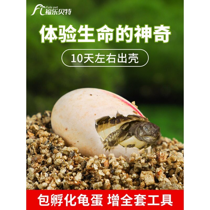 乌龟蛋可孵化受精巴西花龟网红小宠物好养学生活体中华草龟苗活物