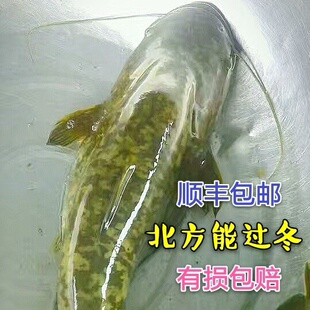 养殖场直销 鲶鱼苗 大口鲶鱼 南方鲶鱼苗 土鲶 鱼苗活体 淡水养殖