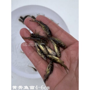 淡水黄颡鱼苗黄骨鱼苗黄丫头黄鸭叫黄辣丁鱼昂刺鱼苗活体养殖食用