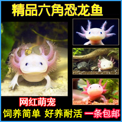 六角恐龙鱼蝾螈冷水淡水鱼观赏好养宠物小鱼六角龙水族爬行两栖鱼