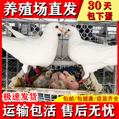 鸽子活一对肉鸽活体苗青年赛鸽种鸽信鸽落地白羽王观赏鸽乳鸽活物