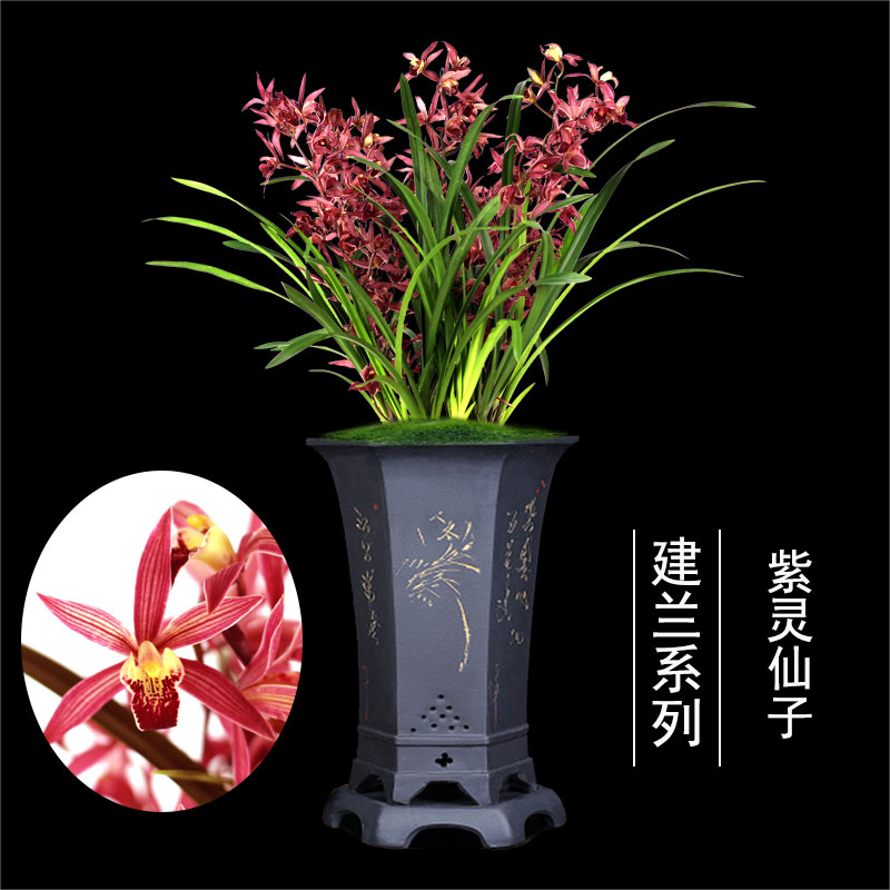 兰花苗浓香花苞紫灵仙子建兰四季兰盆栽阳台室内美观花卉绿植包邮在类目 鲜花速递/花卉仿真/绿植园艺, 花卉/绿植盆栽（新）, 花卉中 - 来自Buy2taobao.com提供专业的淘宝代购服务